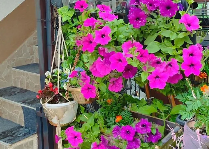 Fogadó Samy Szarajevó